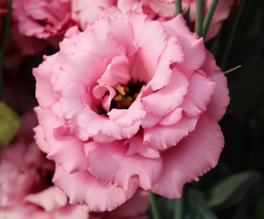 Corelli I Deep Pink Corelli I Deep Pink