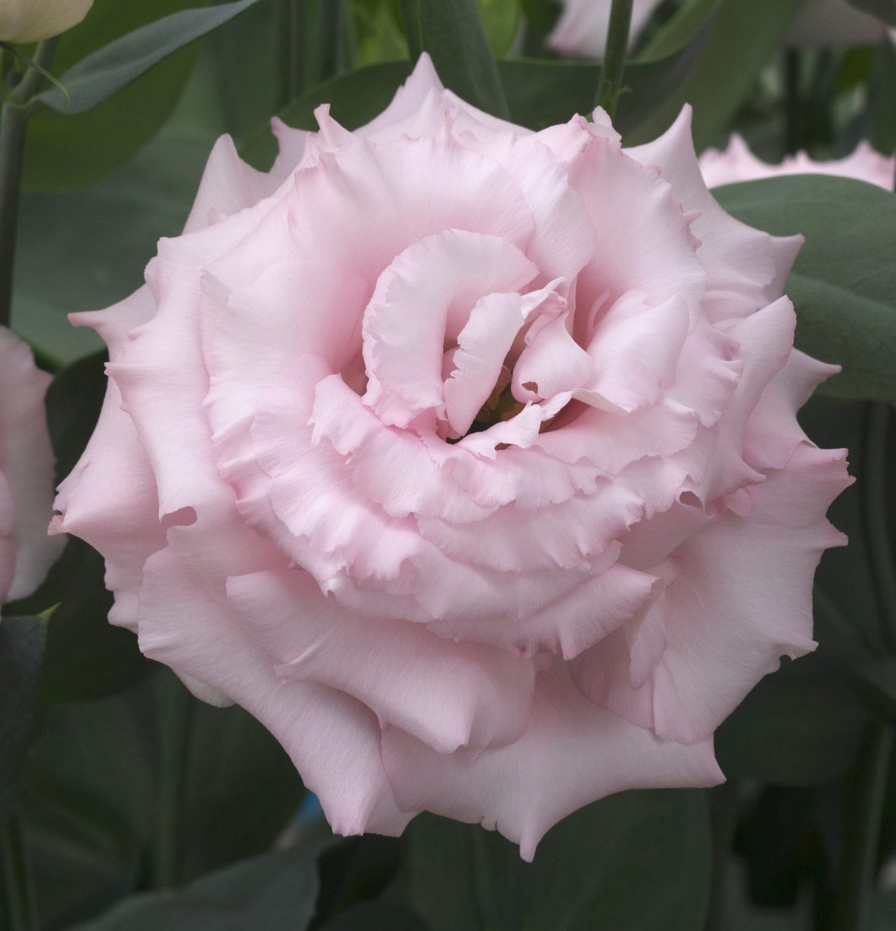 Corelli II Pink Corelli II Pink