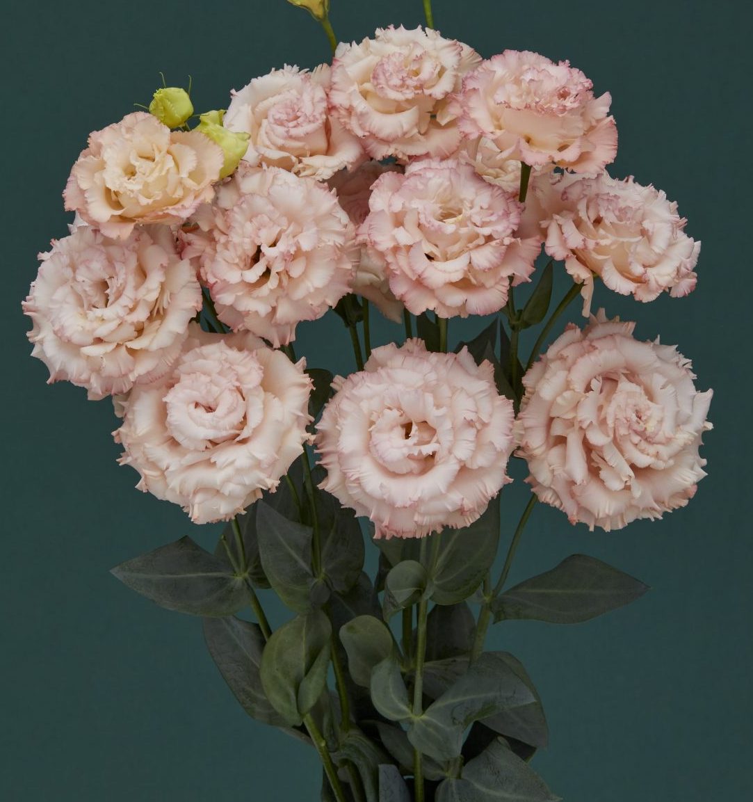 Corelli III Apricot gen2 Corelli III Apricot gen2