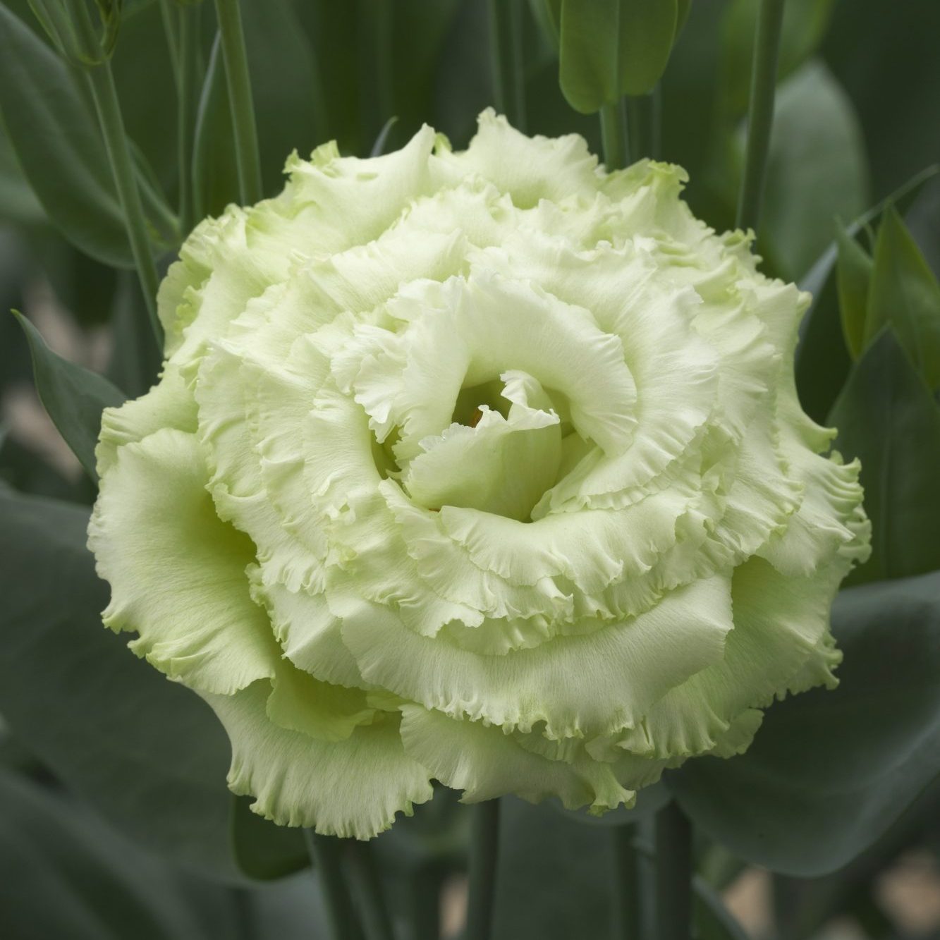 CorelliSU III Green CorelliSU III Green