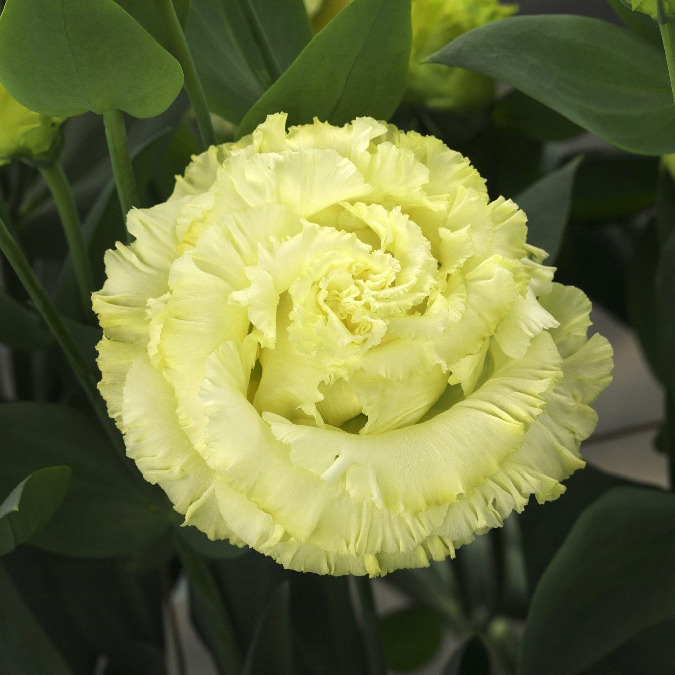 CorelliSU III Yellow CorelliSU III Yellow