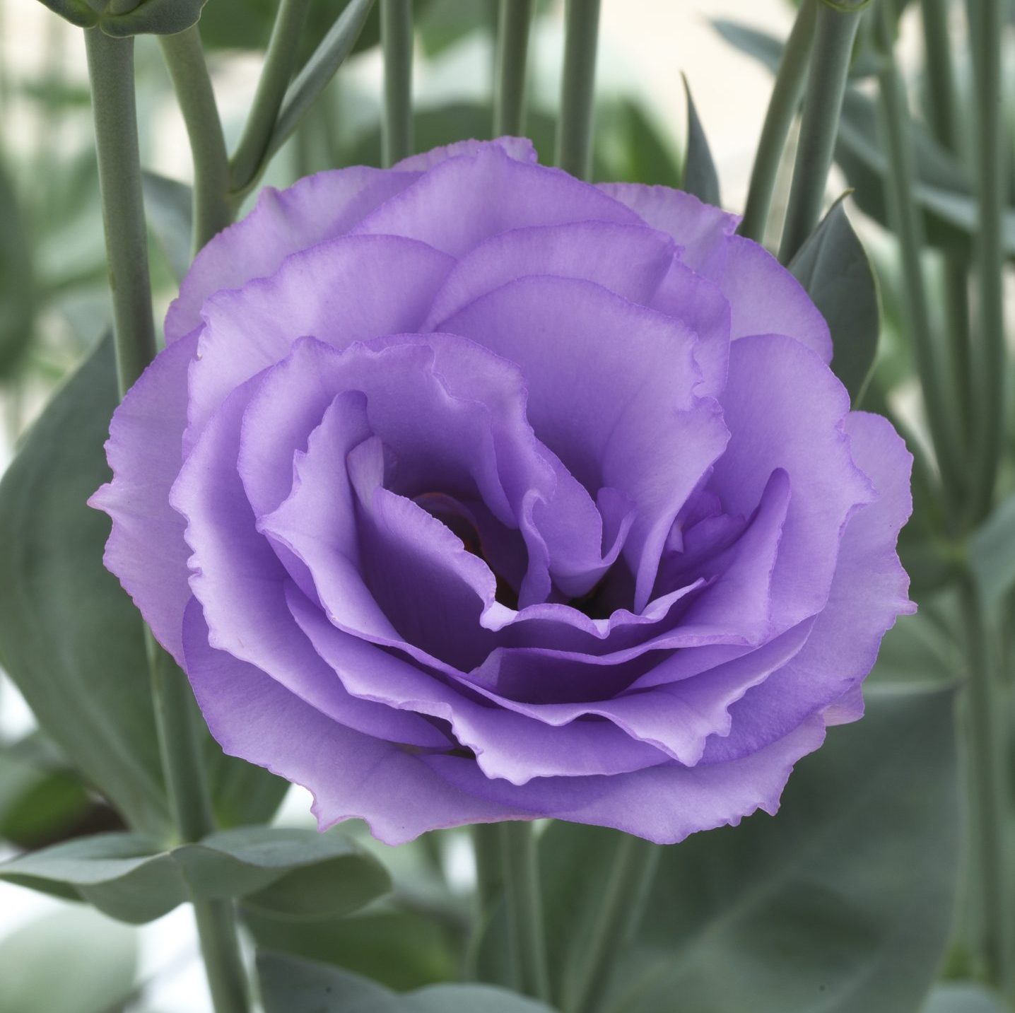 Croma III Lavender Croma III Lavender