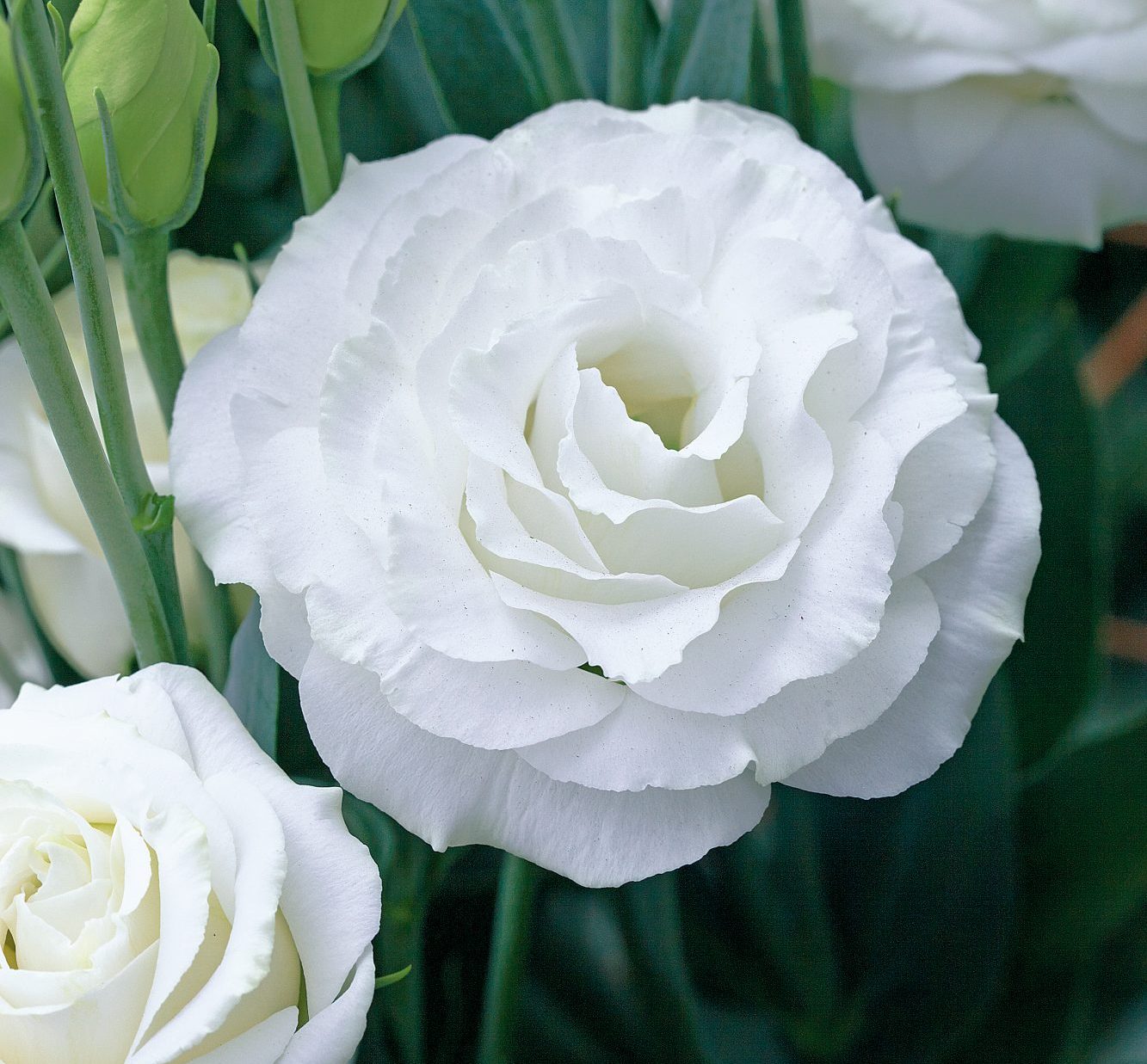 Croma III Silky White Croma III Silky White