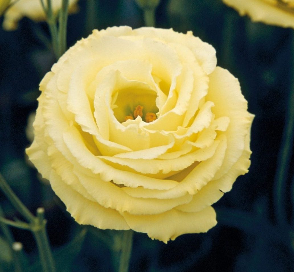 Croma III Yellow Croma III Yellow