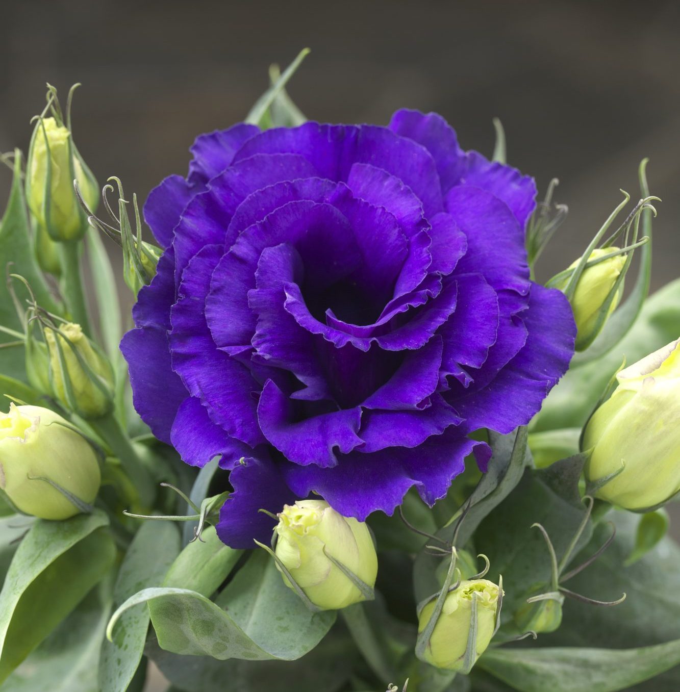 Julietta Blue Julietta Blue