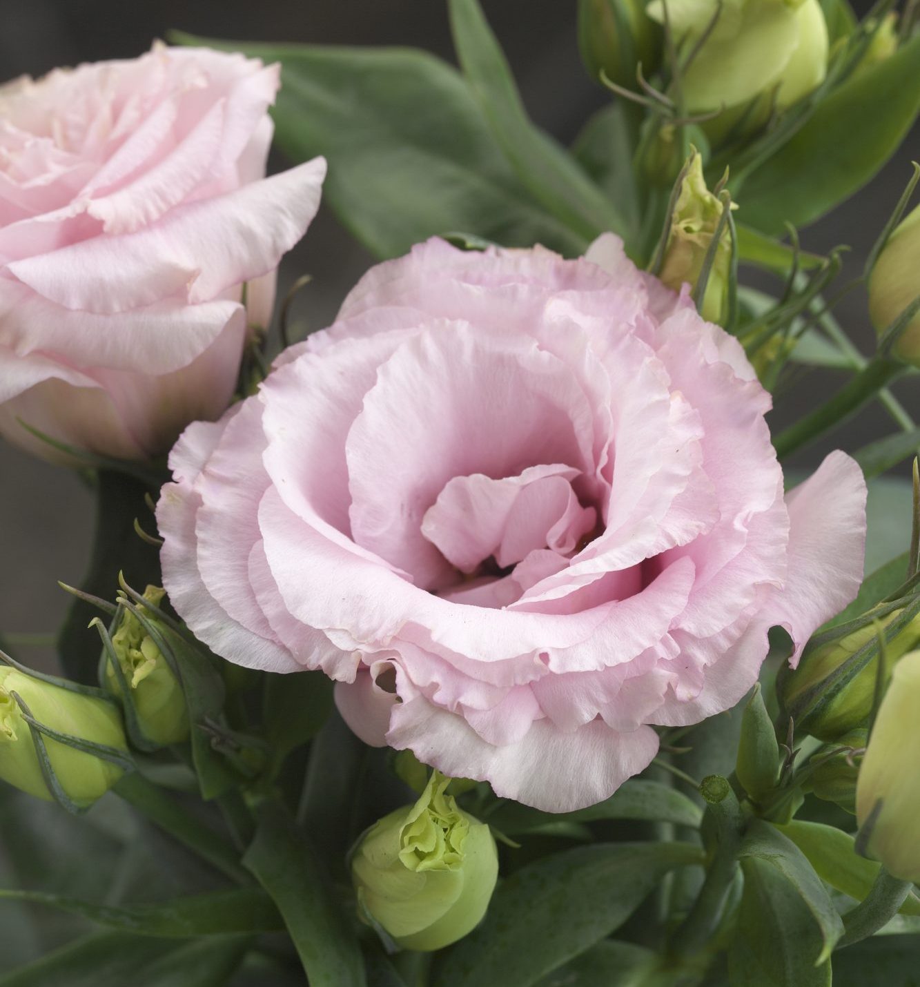 Julietta Pink Julietta Pink