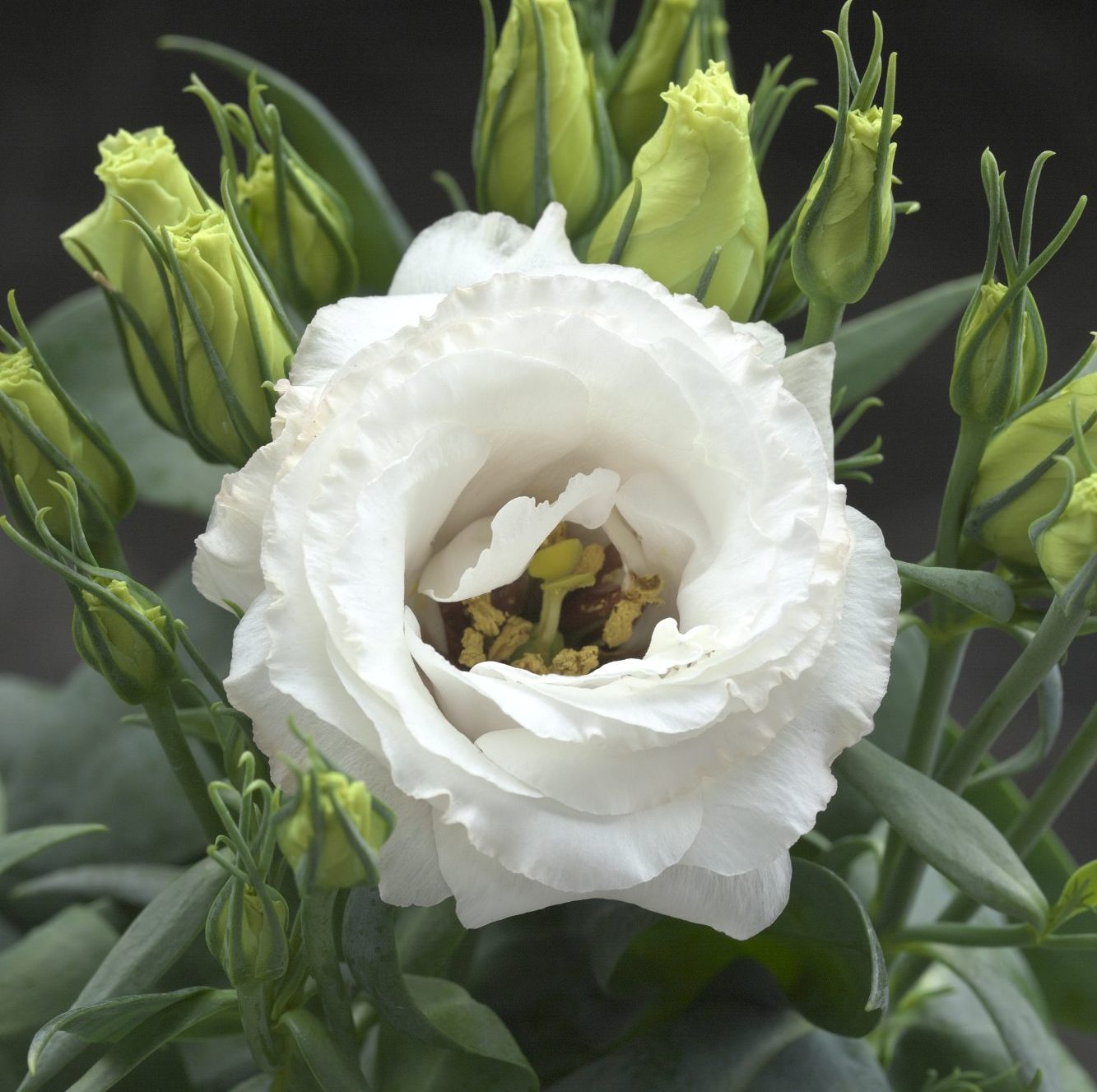 Julietta White Julietta White