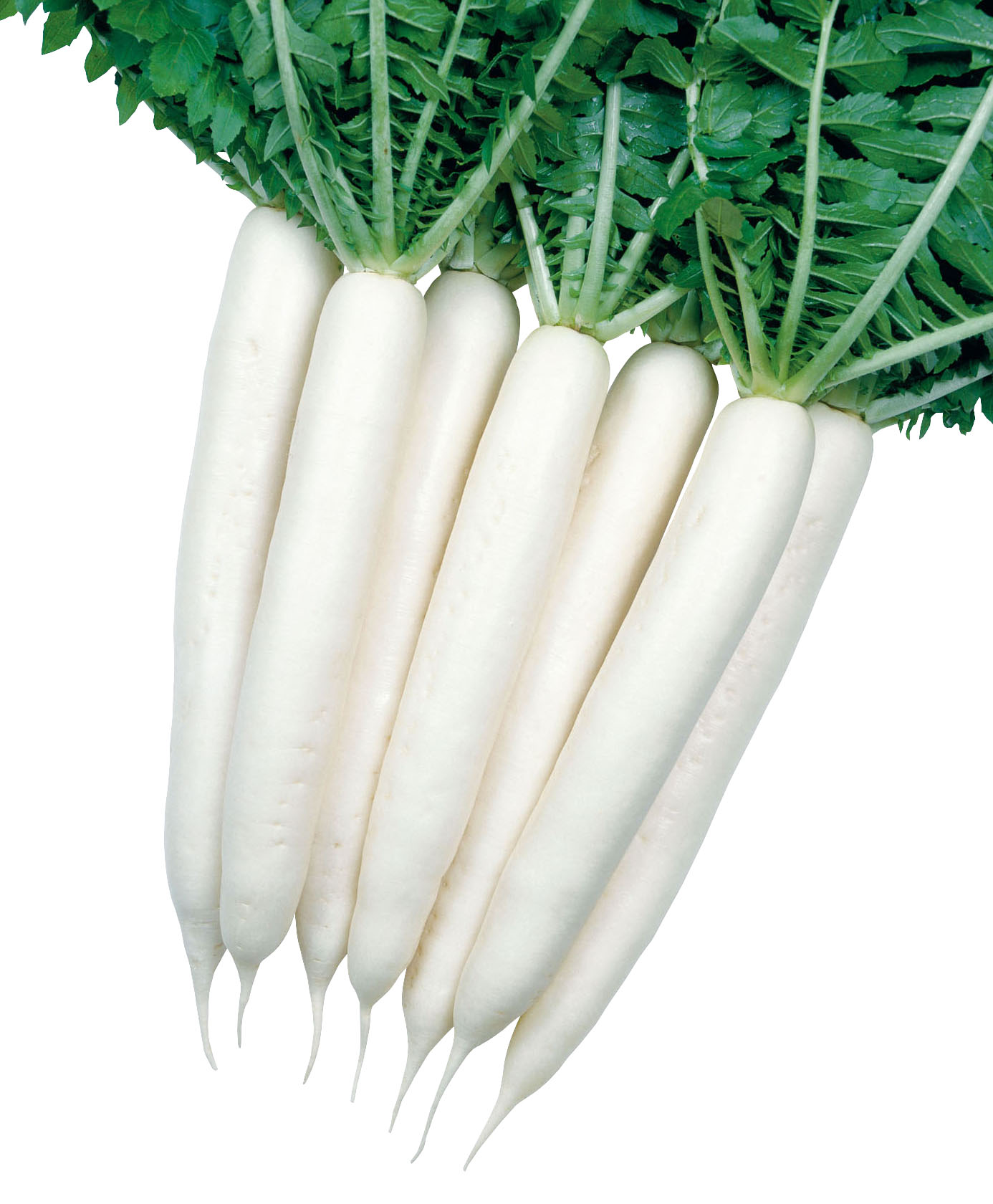 Natsu Minowase Nº3 Natsu Minowase Nº3