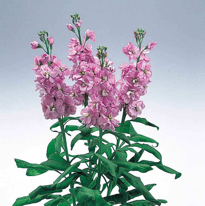 Glory Lavender Glory Lavender