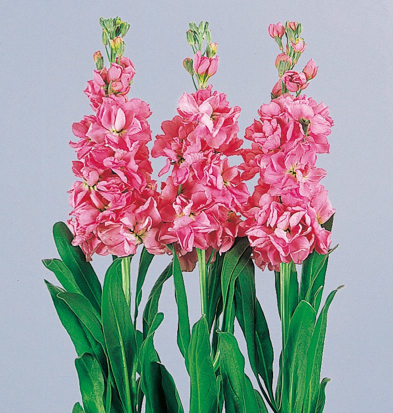 Glory Rose Glory Rose