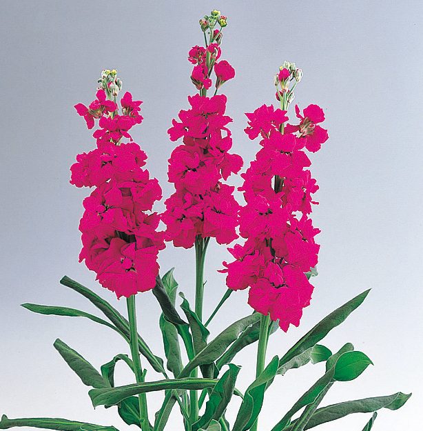 Xmas Rouge Xmas Rouge