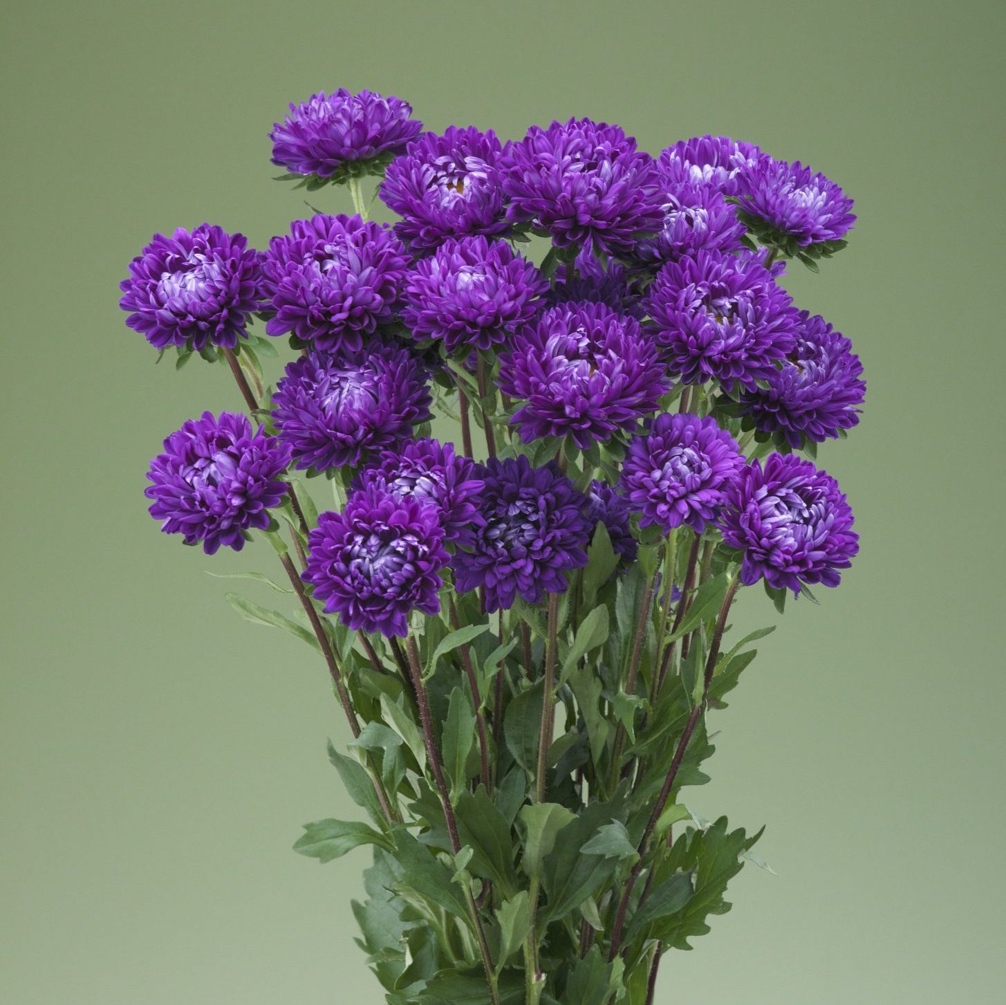 Optimo Deep Purple Optimo Deep Purple