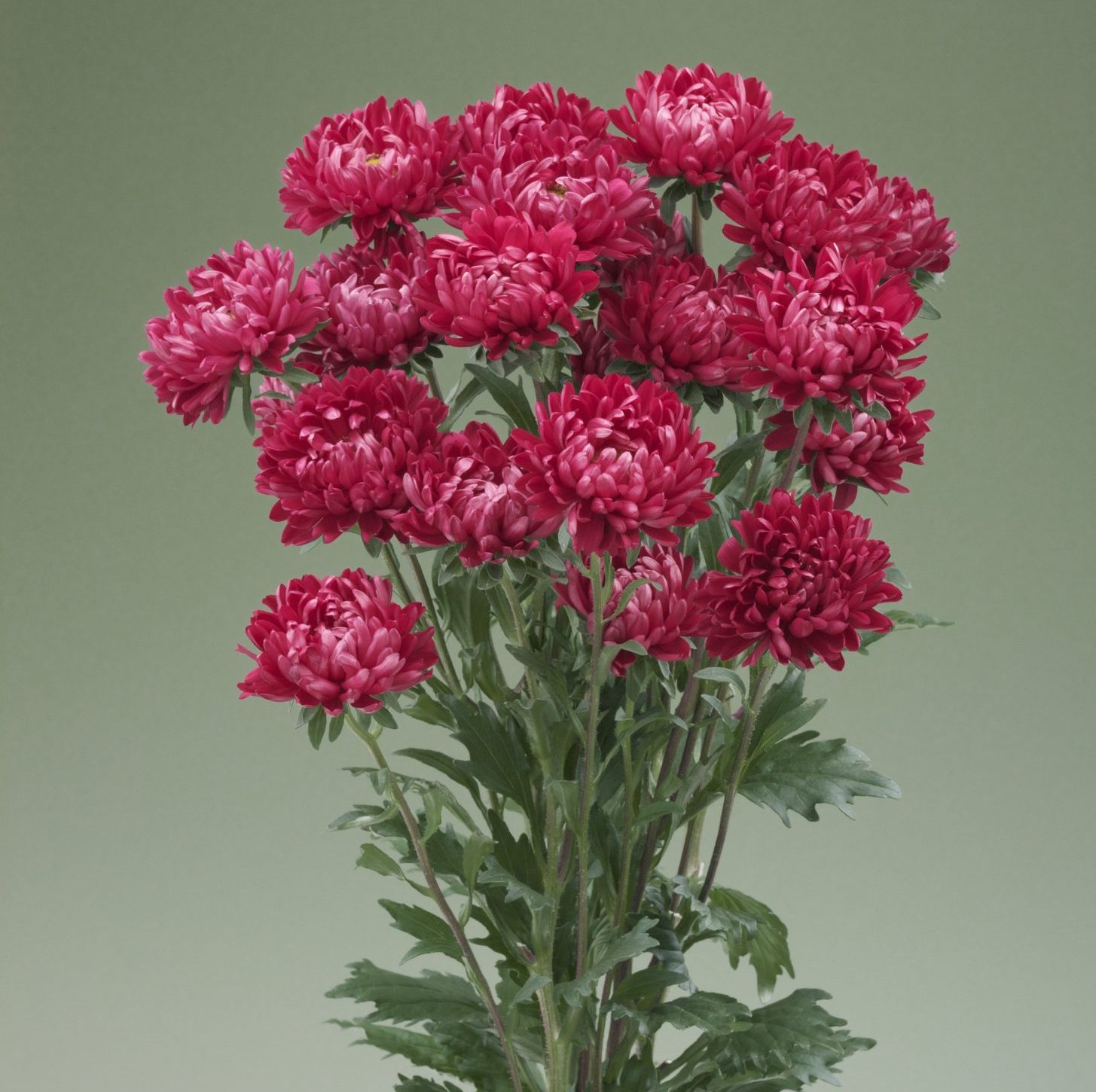 Optimo Red Optimo Red