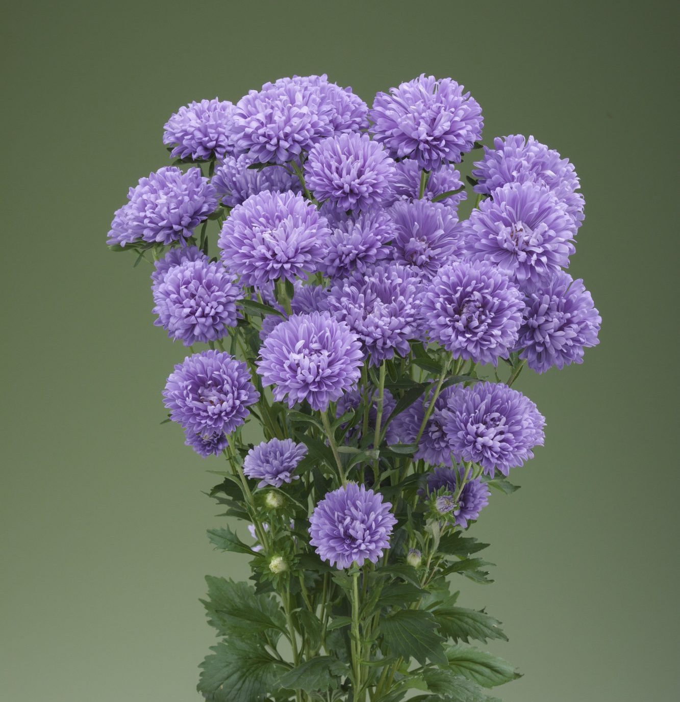 Optimo Alfa Light Blue Optimo Alfa Light Blue