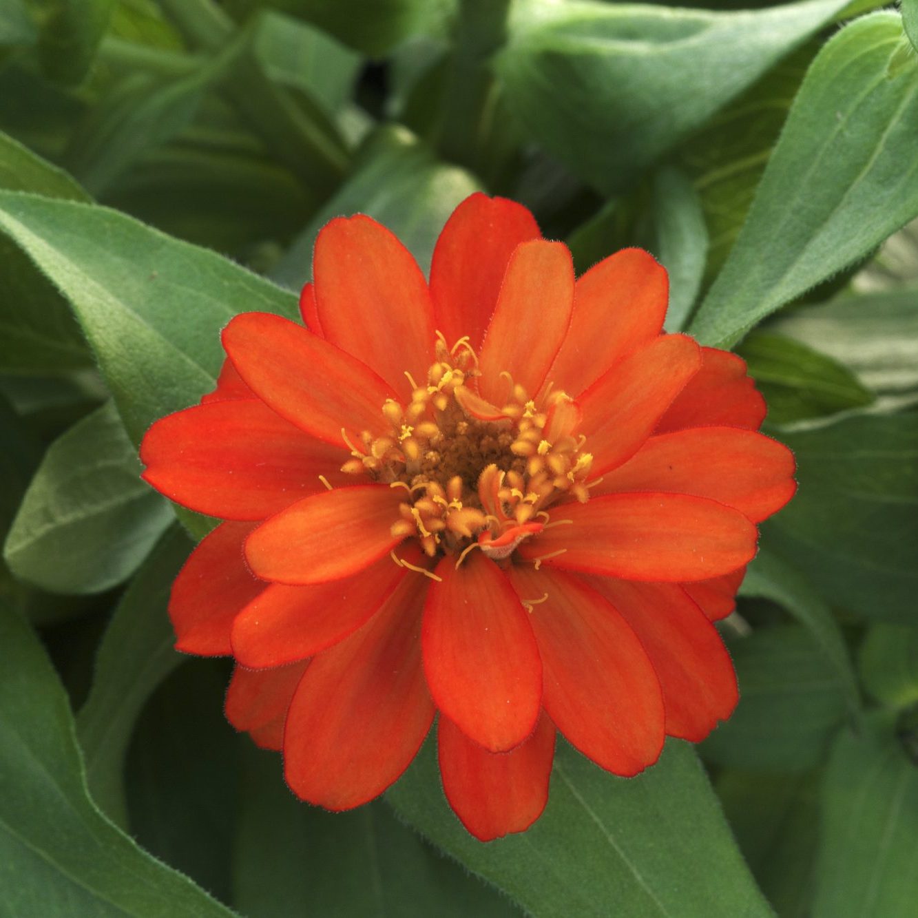 Belize Double Scarlet Belize Double Scarlet