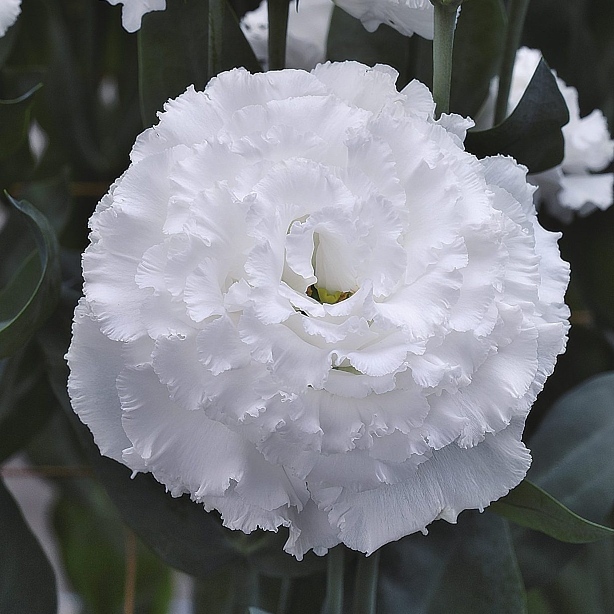 CorelliSU II White CorelliSU II White