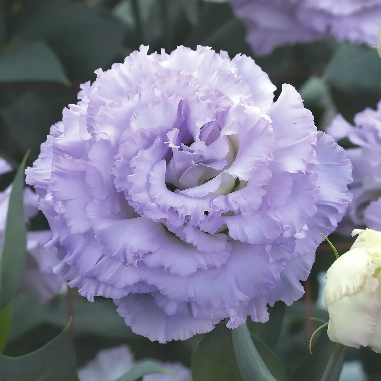 CorelliSU I Light Lavender CorelliSU I Light Lavender