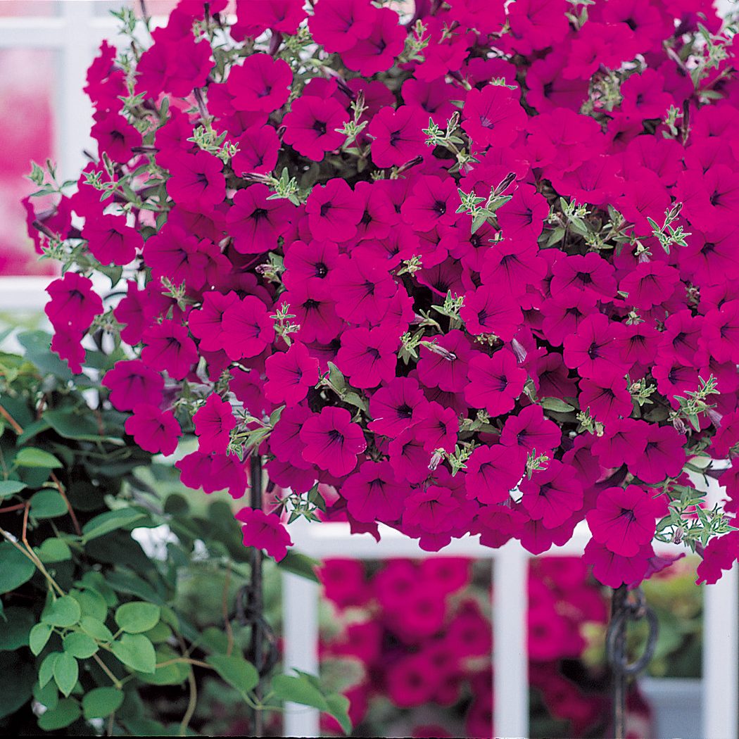 Opera Supreme Purple Opera Supreme Purple