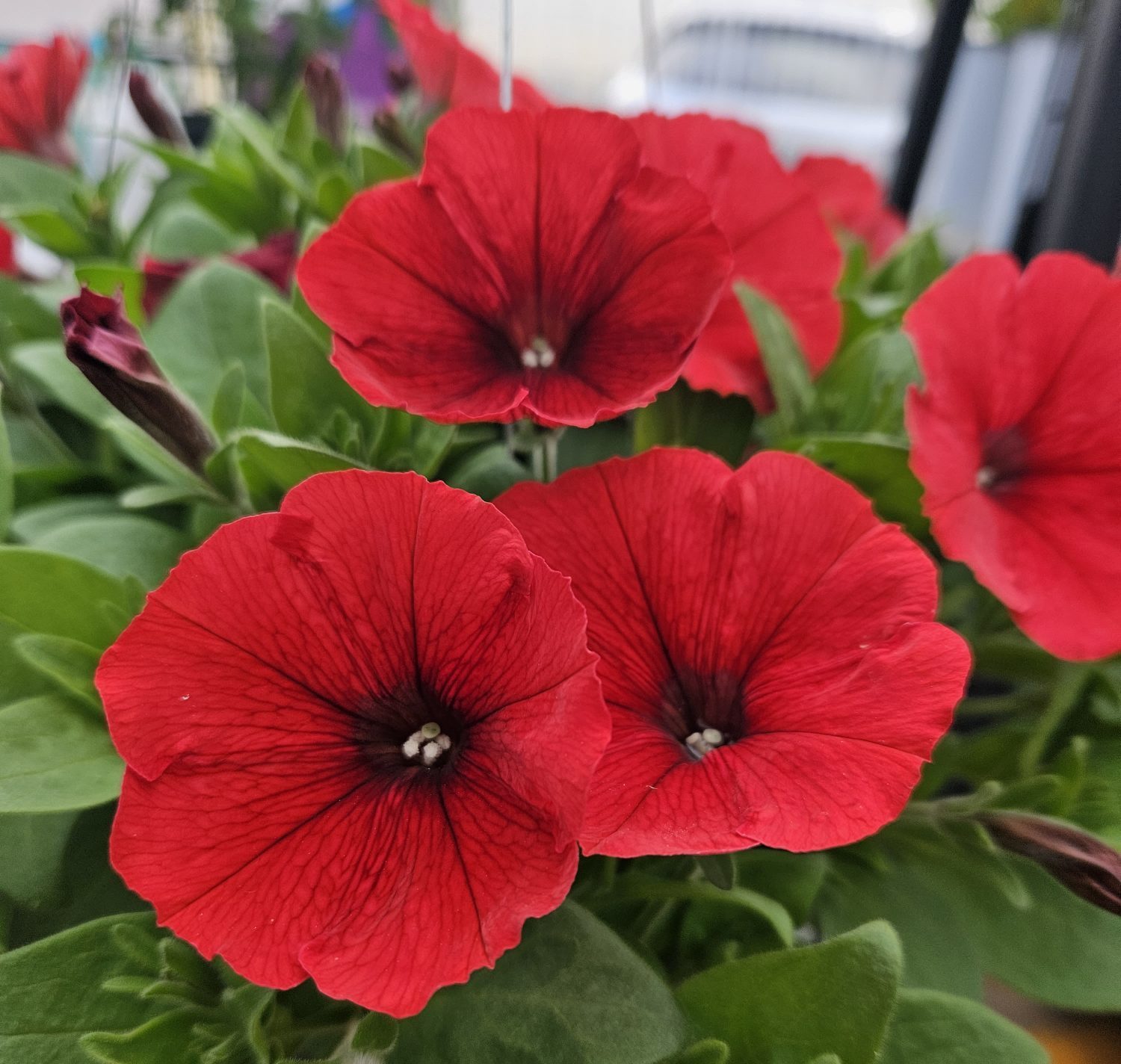 Trilogy Red Gen2 Trilogy Red Gen2