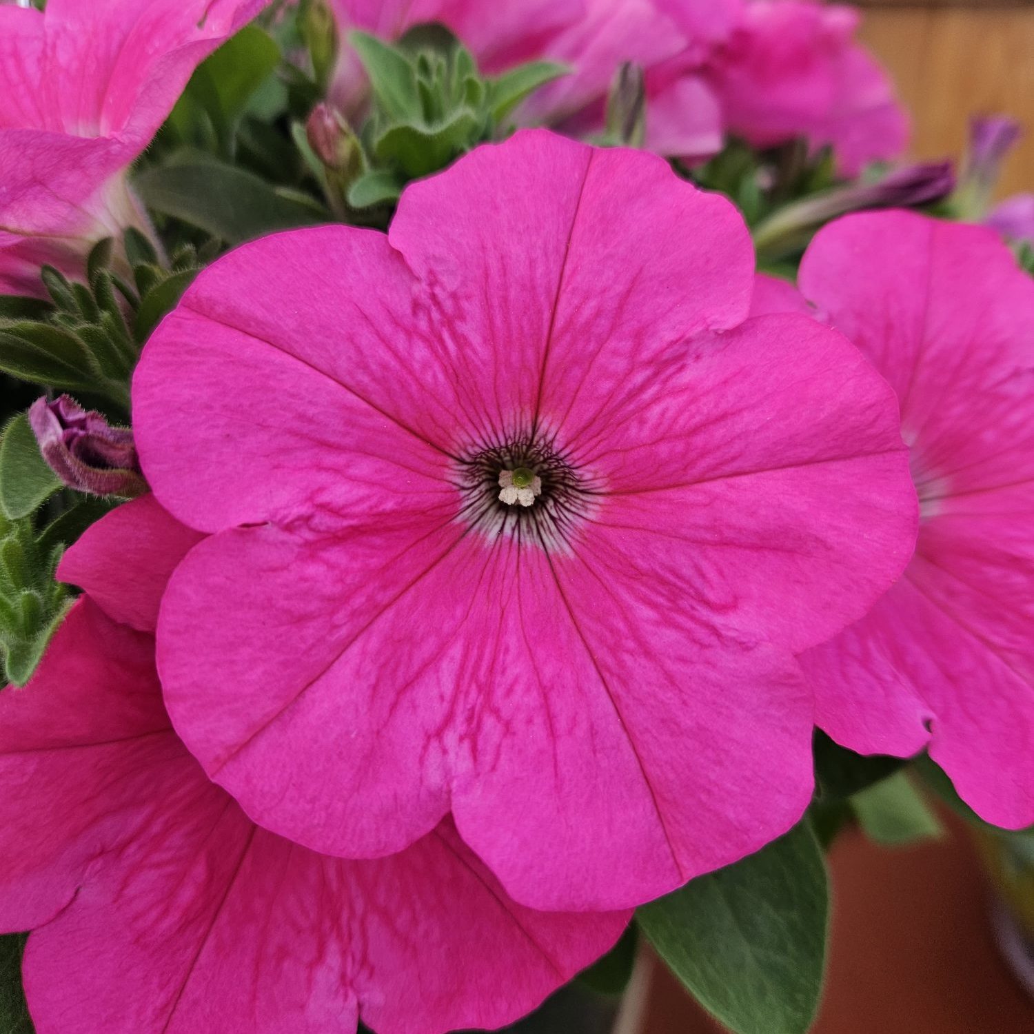 Trilogy Rose Gen2 Trilogy Rose Gen2