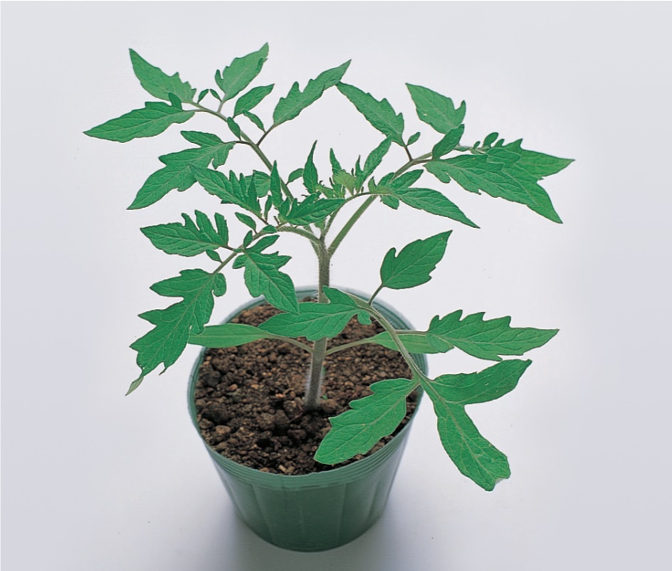 Green Barrier Green Barrier