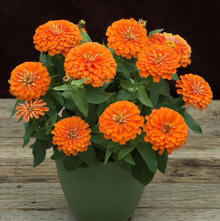 Preciosa Orange Preciosa Orange