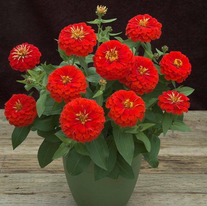 Preciosa Scarlet Preciosa Scarlet