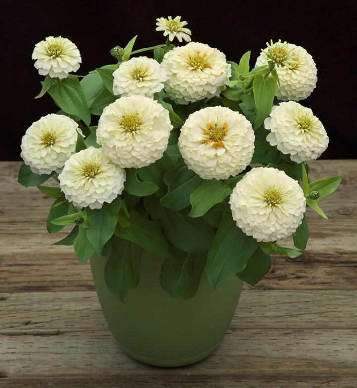 Preciosa White Preciosa White