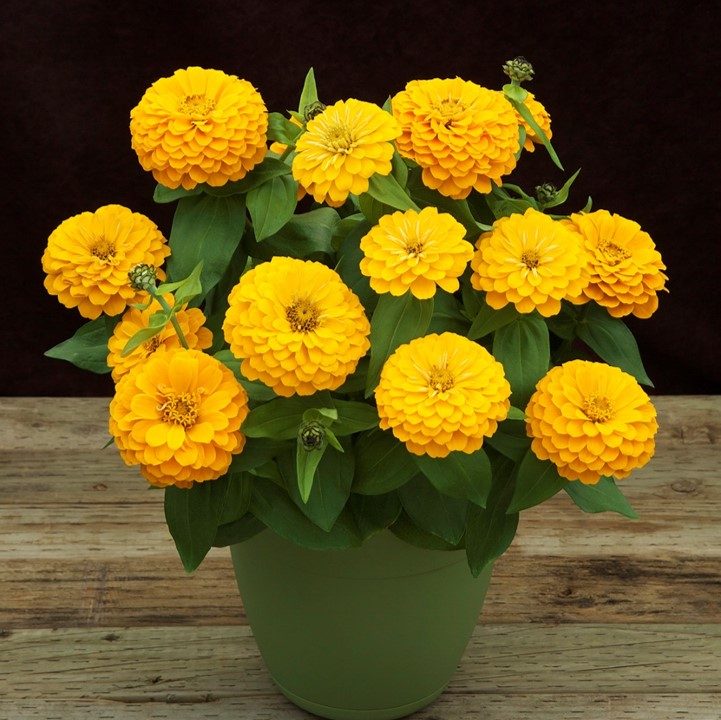 Preciosa Yellow Preciosa Yellow