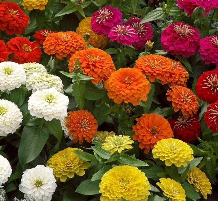 Preciosa Premium Mix Preciosa Premium Mix