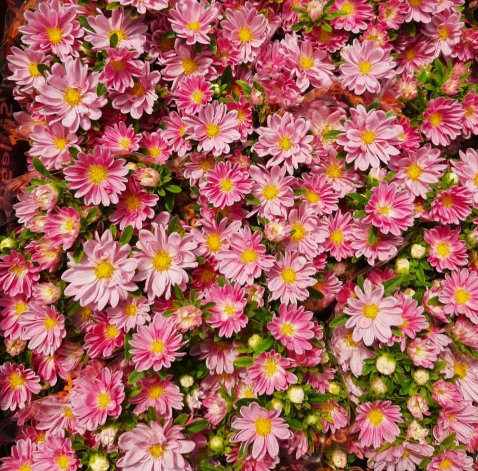 Nina Salmon Pink Nina Salmon Pink