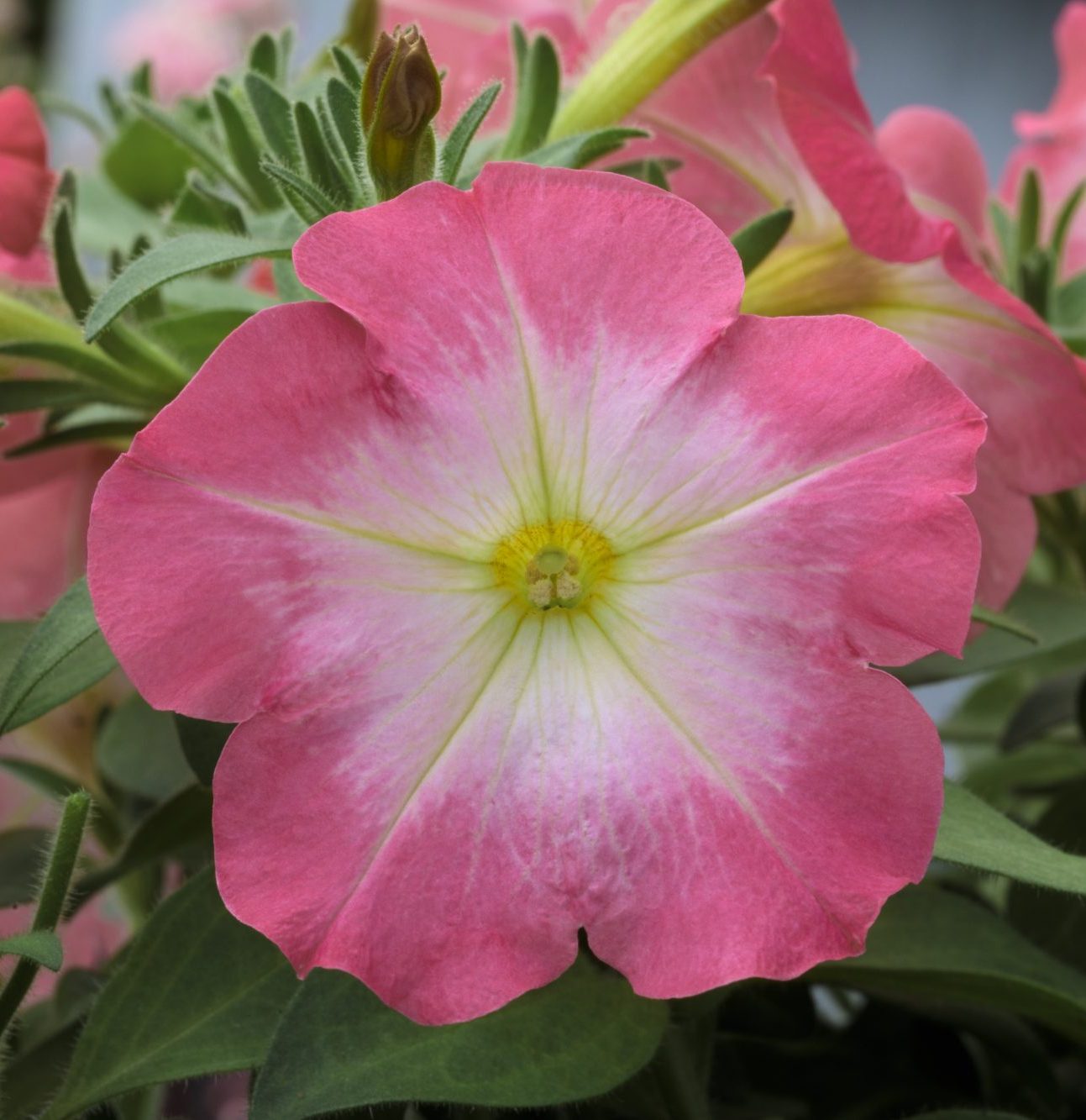 Trilogy Salmon Morn Gen2 Trilogy Salmon Morn Gen2