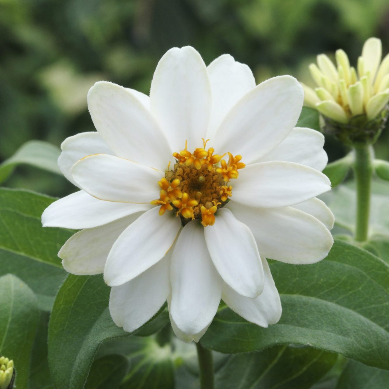 Belize Double White Belize Double White