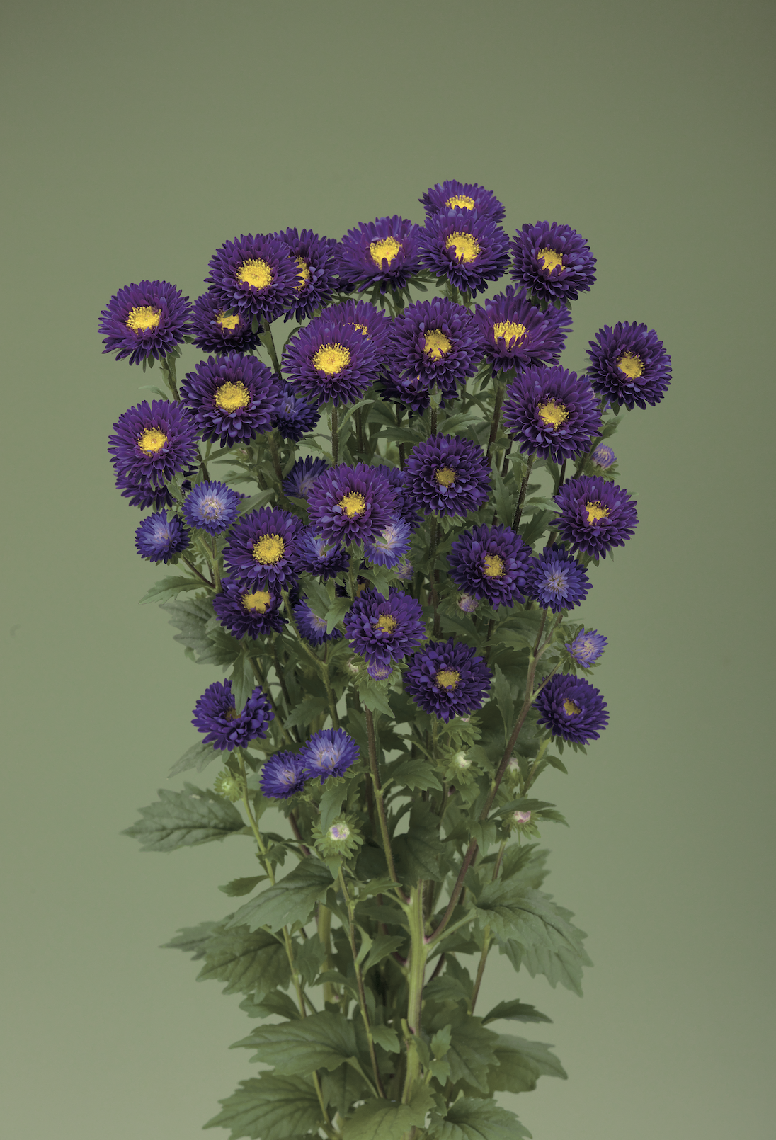 Fujimi Purple Fujimi Purple