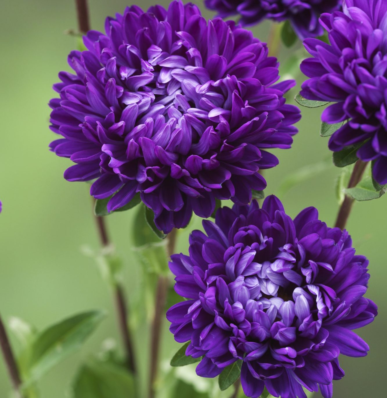 Optimo Deep Purple Optimo Deep Purple