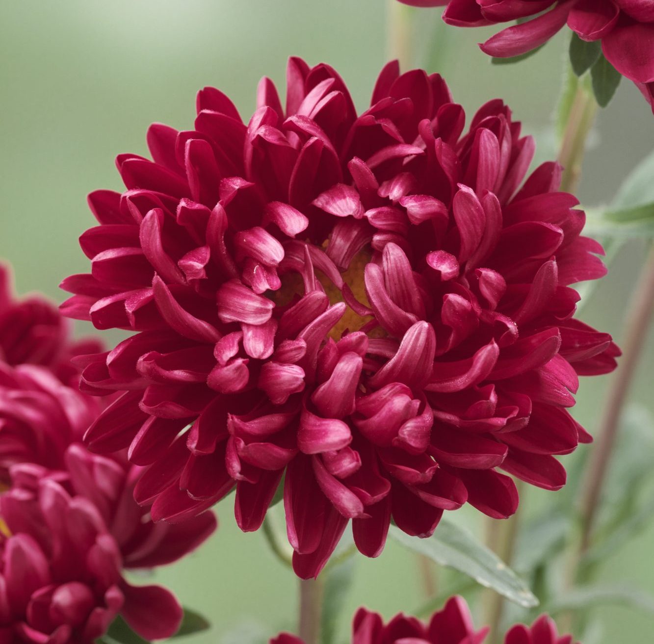 Optimo Red Optimo Red