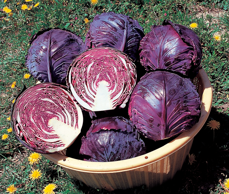 Ruby Perfection Ruby Perfection