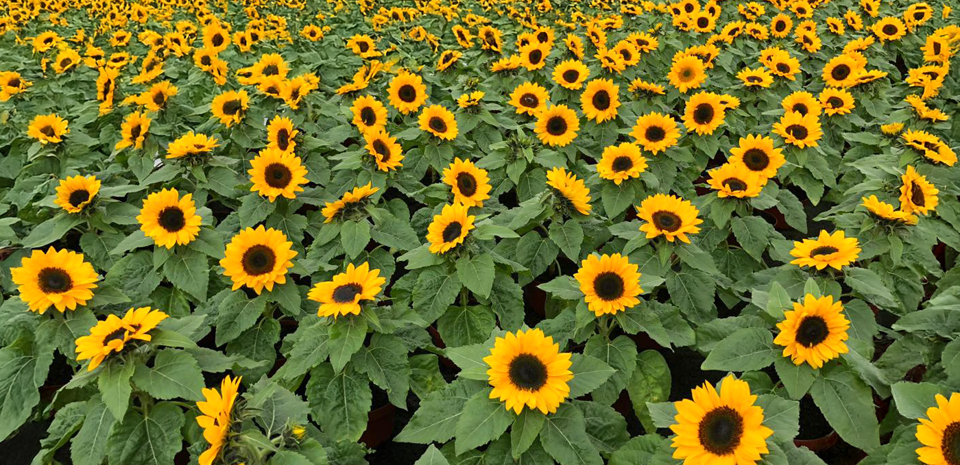 Há séculos cultivando inovação e qualidade