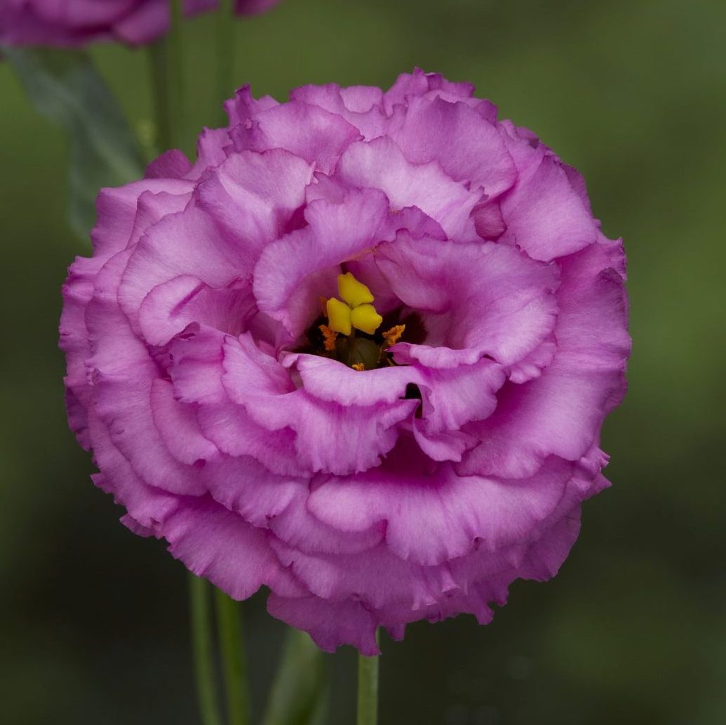 Corelli I Raspberry Corelli I Raspberry