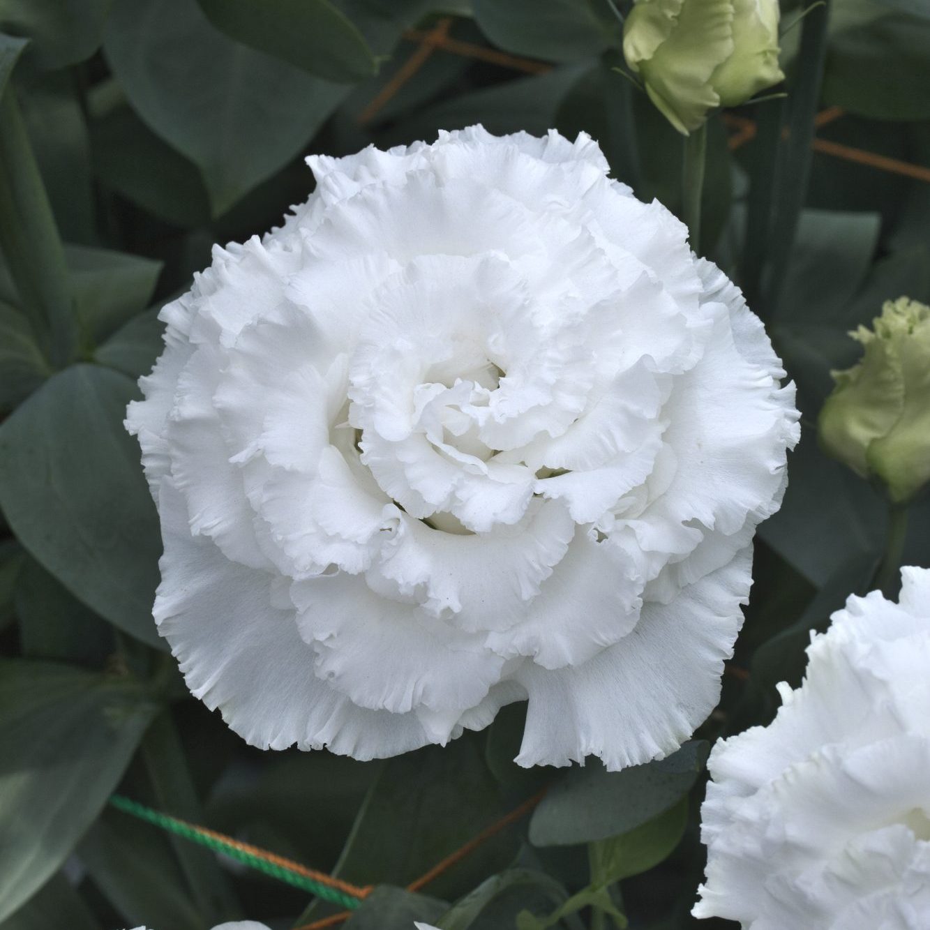 CorelliSU III White CorelliSU III White