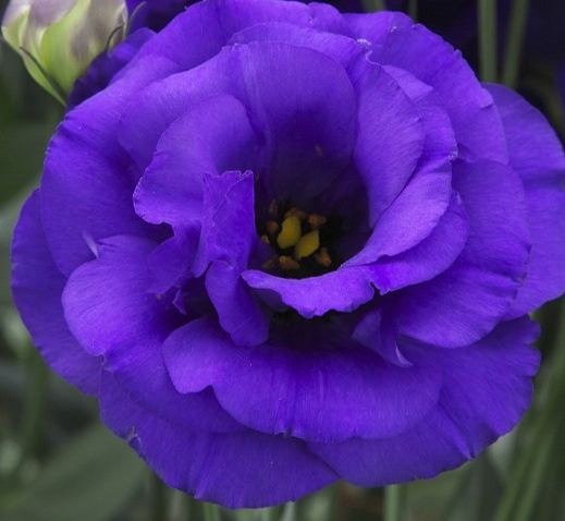 Arena I Purple Arena I Purple