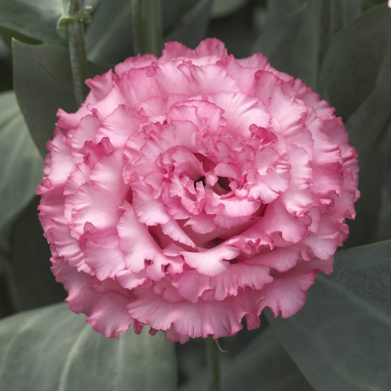 CorelliSU II Rose Pink CorelliSU II Rose Pink