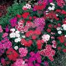 Dianthus Telstar Mix