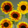 Helianthus Ziggy