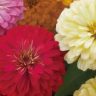 Zinnia Dreamland Mix